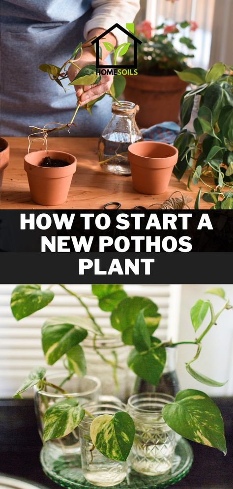 How to Start a New Pothos Plant Indoor Gardening Diy, Safe House Plants, Pothos Plant Care, Fen Shui, Easy House Plants, Plant Maintenance, Plant Care Houseplant, Plant Hacks, Inside Plants