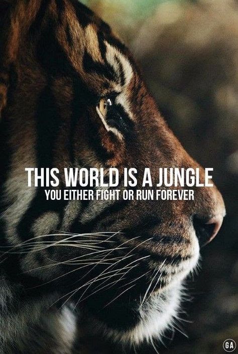 Fighter Quotes, Tiger Quotes, Room Quotes, Human Relations, Lion Quotes, Inspirational Qoutes, Baddie Tips, Character Quotes, Positive Motivation