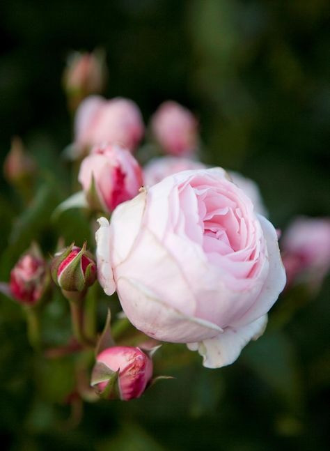 Aside from their beauty, these rose varieties are popularly grown for their hardiness and ability to perform in less than perfect conditions. Australia Homes, Hampton Garden, Naturalistic Garden, Silver Plant, Heritage Rose, Best Roses, Azalea Flower, Seaside Garden, Growing Peonies