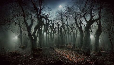 Mysterious & Elegant | The mysterious and " cursed"  Transylvanian forest of Hoia Baciu, Romania. | Facebook Hoia Baciu Forest, Romania, Places To Go, Witch, Trees, Forest