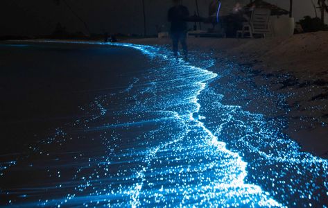 Cocoa Beach Bioluminescence - All You Need To Know (2023) - A Backpacker's World Florida At Night, Coco Beach Florida, Indian River Lagoon, Beach Glow, Night Activities, Cocoa Beach Florida, Beach At Night, Merritt Island, Beach Events