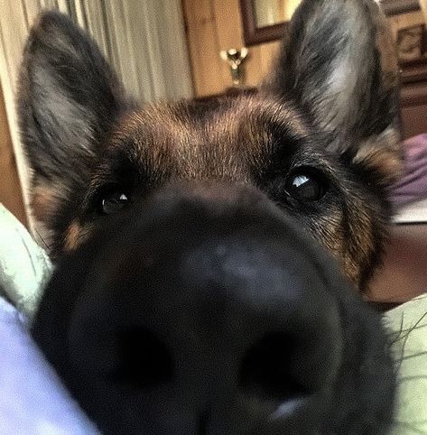 Alpha Villanova, Silly Puppies, German Sheperd Dogs, German Shepherd Pictures, Huge Dogs, Silly Dogs, Pretty Animals, Silly Animals, Cute Animal Photos