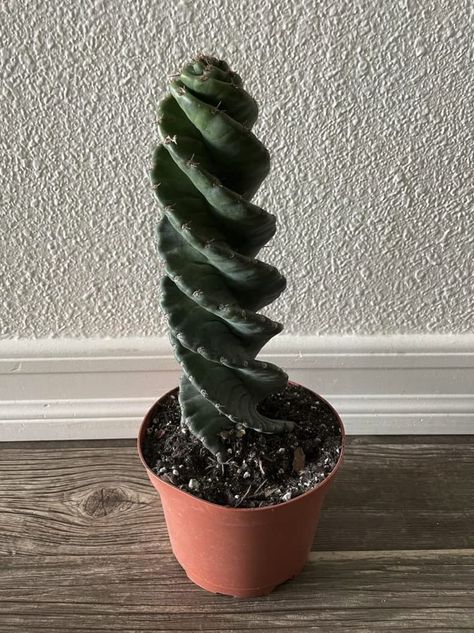 PRICES MAY VARY. STUNNING: The Cereus forbesii 'Spiralis' is a rare and visually striking architectural cactus, boasting tall, columnar, blue-green, spiral stems that branch out in a candelabra-like arrangement. IMPRESSIVE: At maturity, the spiral cactus can reach a height of 2-3m, making it an impressive and eye-catching display in any room or garden. Once mature, the cactus produces beautiful pink or white flowers with long, delicate petals during the growing season. LOW MAINTENANCE: This live Tall Cactus, Cactus Care, Aloe Plant, Chula Vista, The Spiral, Rare Succulents, Low Maintenance Plants, Cactus Y Suculentas, Cactus Garden