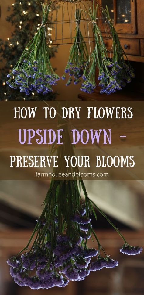 two pictures of statice drying upside down How To Dry Flowers In A Dehydrator, Kitchen Dried Flowers, How To Hang Flowers To Dry, Dry Flower Decoration Ideas, Drying Flowers Upside Down, Dried Flowers How To, Dry Flower Hanging Decor, Drying Roses Upside Down, How To Hang Dried Flowers