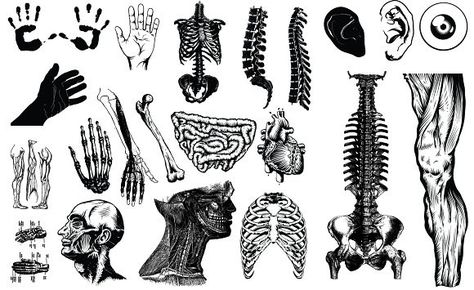 Anatomy Vector Pack #natural Anatomy Tattoo, Medical Drawings, Human Anatomy Art, Medical Art, Scientific Illustration, 문신 디자인, Anatomy Drawing, Medical Illustration, Tattoo Design Drawings