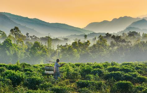 Wikipedia Picture of the day for June 13 2019 An old man carrying a yoke in the countryside of Jaflong Sylhet Bangladesh. Bangladesh Aesthetic, Beautiful Ruins, Mangrove Forest, Daily Pictures, Tea Garden, Tourist Spots, Alam Semula Jadi, Anthropology, Urban Landscape