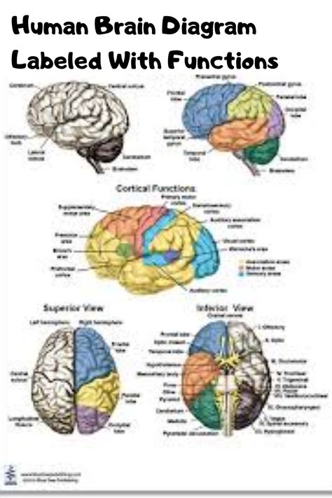 The composition of the mind especially 7 Diagram Of The Human Brain is complex due its complex framework and also feature. This incredible body organ functions as a control center by getting, analyzing, and also driving physical info throughout the physical body.  #humanbrain #humanbrainpicture #brainpicture Human Brain Diagram, Brain Anatomy And Function, Brain Diagram, Human Body Facts, Basic Anatomy And Physiology, Nurse Study Notes, Biology Facts, Brain Facts, Brain Anatomy