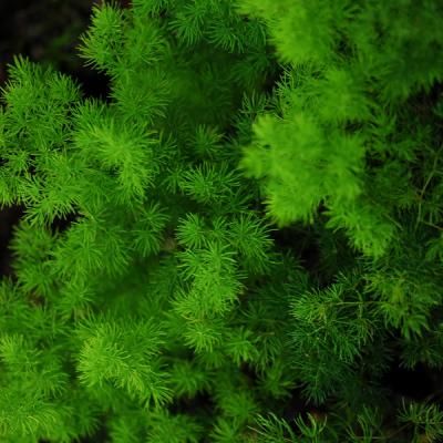 Ming fern inspiration for plant wall. Acts as a great filler. Wellness Architecture, Ming Fern, Tropical House Plants, Asparagus Fern, Plant Fungus, Winter Plants, Garden Tips, Flower Ideas, Plant Wall