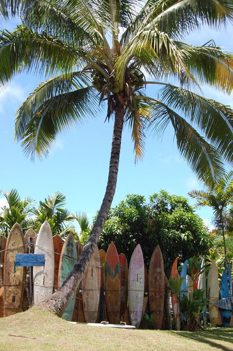 surf boards , surfer , tropical paradise Surf Boards, Camping Decor, Malibu Barbie, Surfers Paradise, Salt Life, Summer Breeze, Summer Photos, Tropical Paradise, Small World