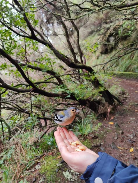 Feeding birds Aesthetic Bird Feeder, Feeding Birds Aesthetic, Bird Rehabilitation Center, Birding Aesthetic, Bird Watching Aesthetic, Birdwatching Aesthetic, Blue Bird Aesthetic, Bird Aesthetic, Feeding Animals