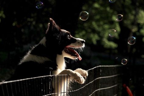 How to Make Dog-Safe Bubbles: 10 Simple Steps (Vet Approved) | Hepper Portable Dog Fence, Cesar Millan, Border Collie Puppies, Dog Exercise, Boxer Puppies, Herding Dogs, Border Collie Dog, Dog Fence, Collie Dog