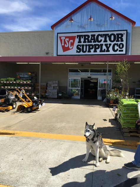 Tractor Supply Co. Now has an even larger selection of your favorite @Purina Products for your cats and dogs #Sponsored Helping Dogs, Puppy Socialization, Dog Treats Homemade Recipes, The Little Things In Life, Little Things In Life, Dog Crafts, Dog Help, Dog Rules, Tractor Supplies