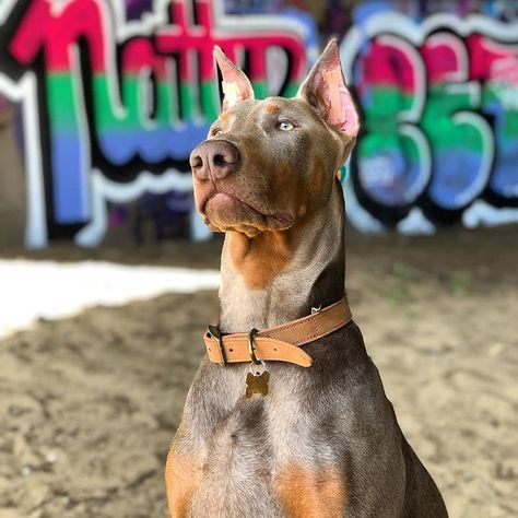 Blonde Doberman, Doberman Fawn, Doberman Photography, Fawn Doberman, Doberman Colors, Service Dogs Breeds, European Doberman, Mexican Hairless Dog, Hairless Dog