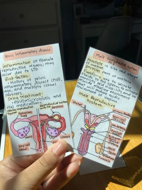 Understanding the Male and Female Reproductive Systems Flash Cards Ideas Study Science, Flash Cards Aesthetic, Neet Notes, Learn Biology, Study Biology, Medical Books, Nurse Study Notes, Study Cards, Biology Facts