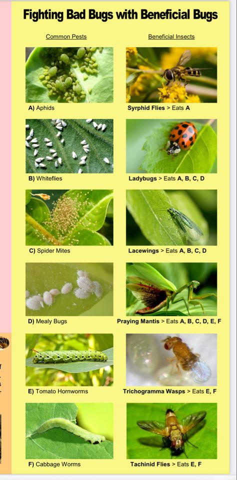 Identify bugs - good or bad List Of Insects, Cool Bug Facts, Bugs In Florida, Bug Eating Plants, Insectivorous Plants With Names, Bad Bugs, Mealy Bugs, Cabbage Worms, Insect Activities