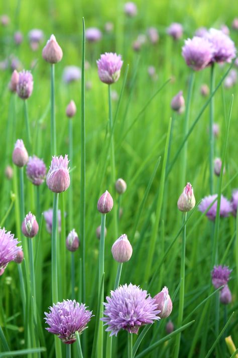 Chive Flowers Chives Flowers, Chakra Flowers, Chives Garden, How To Grow Chives, Herb Flowers, Grow Chives, Onion Flowers, Chive Flowers, Spring Border