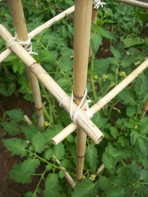 Growing Tomatoes In Pots, Tomatoes In Pots, Inch By Inch, Tomato Trellis, Edible Gardens, Grow Tomatoes, Diy Trellis, Vertical Gardening, Bamboo Garden