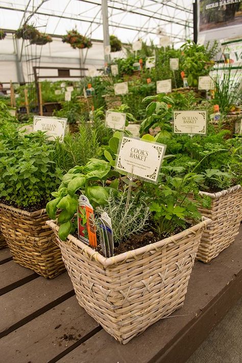 Farmers Market Garden, Farmers Market Herbs, Cute Farm Stand Ideas, Garden Market Ideas, Farmers Market Gift Basket, Plant Buisness Ideas, Unique Farmers Market Ideas, Selling Plants At Farmers Market, Farm Stand Product Ideas