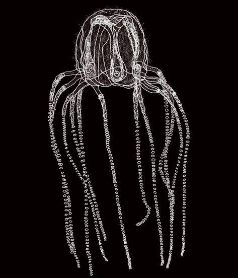 Drawing Immortal Jellyfish, Jellyfish, Drawings, Art