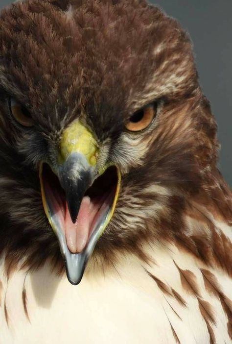 Red Tailed Hawk Aesthetic, Hawk Bird Photography, Red Tailed Hawk Photography, Red Tailed Hawk Art, Hawks Animal, Hawk Aesthetic, Hawk Photography, Hawk Art, Tattoo Tv Shows