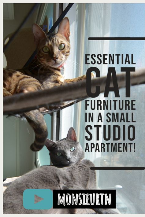 Apartment Friendly Cat Furniture, Cat In Small Apartment, Cats Apartment Living, Cats In Small Apartments, Room For Cats Ideas, Small Apartment With Cats, Catify Small Apartment, Studio Apartment Cat Ideas, Cat Friendly Studio Apartment