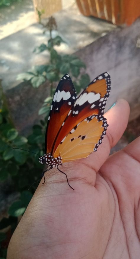 Butterfly In Hands, Hands Snapchat, Barish Snap, Butterfly Snap, Cotton Ball Lights, Moonlight Photography, Tip Of The Iceberg, Beautiful Flowers Photography, Sky Photography Nature