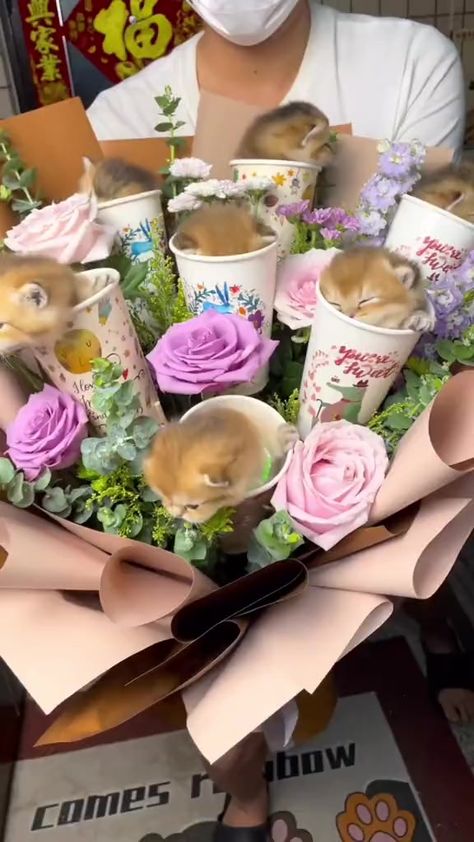 This is my kind of bouquet. I need one stat #kittens #catreelsfbviral #catreels #caturday #socute #followformore #catlove #bouquet | Courtney Reels | Courtney Reels · Original audio Cat Bouquet, Cat Tatto, Cat Language, Video Tiktok, Cat Bow, Cat Woman Costume, Cat Makeup, Animal Behavior, Cat Behavior