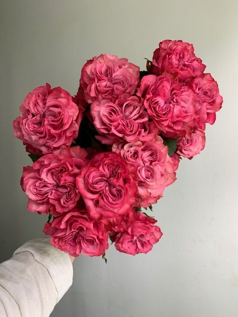 Hot Pink Flowers Aesthetic, Flowers Aesthetic Roses, Pink Aesthetic Pictures, Dark Pink Flowers, Tapeta Z Hello Kitty, Hot Pink Flowers, Hot Pink Roses, Boquette Flowers, Nothing But Flowers