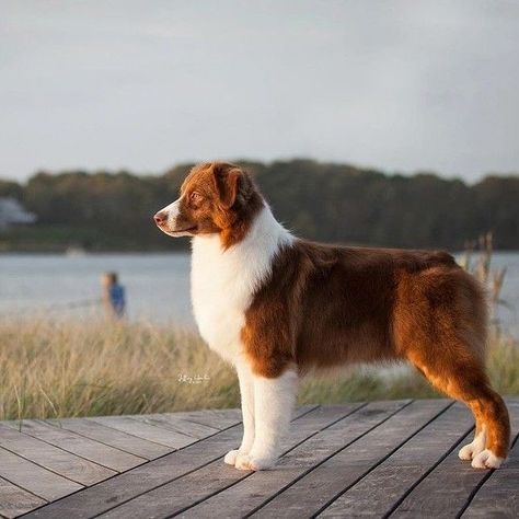 Red Aussie Shepherd, Red Aussie, Australia Shepherd, Berger Malinois, Pinterest Room, Dog Haircuts, Collie Puppies, Aussie Dogs, Australian Shepherd Dogs