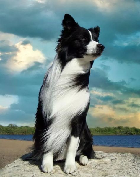 . Border Collie Pups, T K, Spirit Hood, Border Collie Training, Sweet Image, Psy I Szczenięta, Border Collie Puppies, Collie Puppies, Black And White Dog