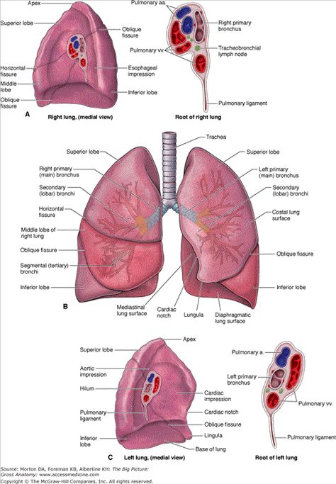 Lungs Lungs Anatomy Drawing, Anatomy Notes Aesthetic, Anatomy Drawing Study, Lungs Drawing, Respiratory System Anatomy, Lungs Anatomy, Anatomy Notes, Lung Anatomy, Medical Drawings