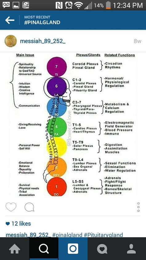 Level 7# #Pinealgland Chakra Health, Yoga Kundalini, The Seven Chakras, Chakra Activation, Chakra System, Seven Chakras, Endocrine System, Les Chakras, Kundalini Yoga