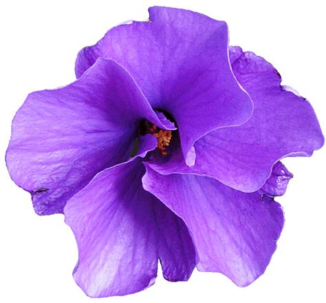 Purple Native Hibiscus flower clipart,  lge 13 cm by you get the picture, via Flickr Hibiscus Flower Clipart, Purple Hibiscus, Scrapbook Flowers, Flower Icons, Victorian Flowers, Nothing But Flowers, Fashion Wall Art, Hibiscus Flower, Flower Clipart