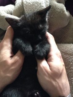 Black Kitten, A Black, A Small, Black