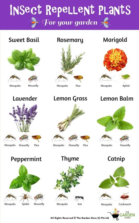 #gardenideas #gardeninghacks #garden Plants Benefits, Insect Repellent Plants, Plantarea Legumelor, Kebun Herbal, Backyard Plans, Plants That Repel Bugs, Repellent Plants, Tanaman Indoor, Tanaman Pot