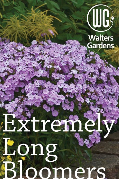 Easy Perennials Landscaping, Long Flowering Plants, Periennal Garden Ideas, Flower Beds In Front Of House Perennials, Plants For The Front Of The House, Outdoor Flowers Landscaping, Hearty Plants For Landscaping, Front Yard Perennial Gardens, Preannual Flowers Beds