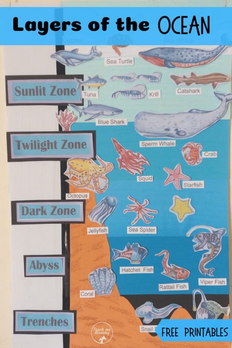 Layers of the Ocean, fun activity to learn about the layers of the ocean! Free printable to use! #freebies #freeprintables #ocean #teachmemommydotcom Ocean Animals Anchor Chart, Ocean Animal Research Project, Sea Animals Printables Free, Layers Of The Ocean Printable, Free Ocean Unit Study, Ocean Unit Study Free Printable, Ocean Habitat Activities, Ocean Animals Activities, Ocean Animal Activities