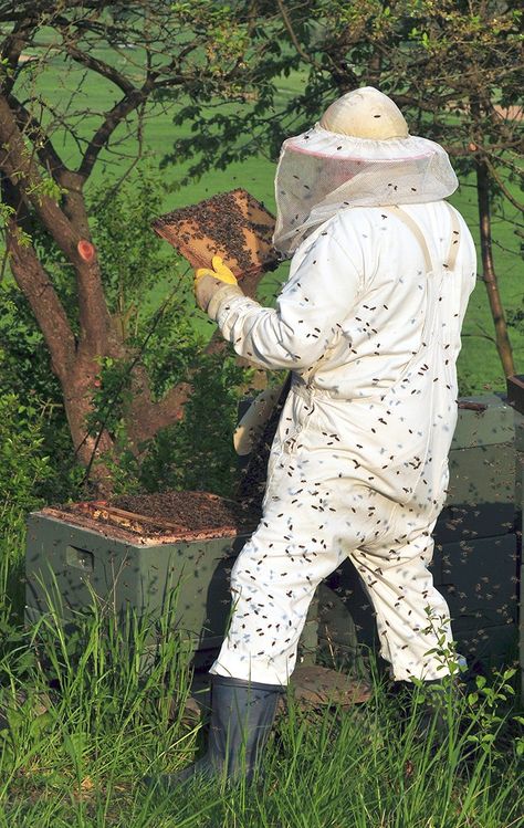 Fix It: Queenless Hive Full of Drones and Honey Ground Bees, Bee Suit, Backyard Bee, Raising Bees, Beekeeping Equipment, Buzzy Bee, I Love Bees, Bee Keeper, Bee Garden