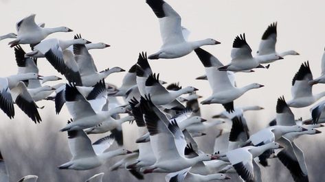 Bats Activities, Cow Pasture, Saw Whet Owl, Continents And Oceans, Standing At Attention, Snow Goose, Bird Migration, Migratory Birds, Spring Birds