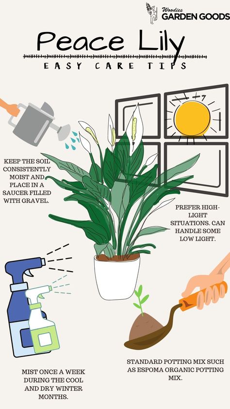 How To Care Plants, Peace Lily Plant Care Indoor, Lilly Plants Peace Lily, Peace Lily Decor Ideas, Caring For A Peace Lily Houseplant, How To Take Care Of Lily Plants, How To Take Care Of A Peace Lilly, Indoor Peace Lily, Peace Lily In Bathroom