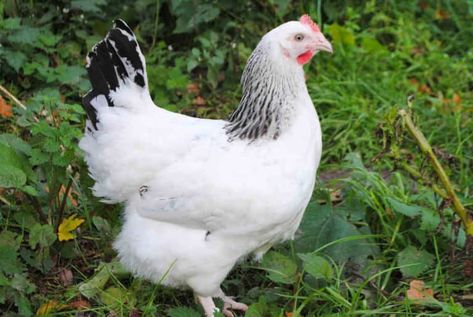 Sussex chicken will lay over 250 eggs each year Chicken Breeds For Eggs, Best Chicken Breeds, Rhode Island Red Hen, Light Brahma, Sussex Chicken, Best Laying Chickens, Laying Chickens Breeds, Laying Chickens, Human Traffic