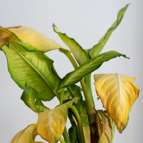 Get back to green and prevent your houseplant leaves from turning yellow in the future. Yellow Leaves On Plants, Plant Leaves Turning Yellow, Yellow Plants, Self Watering Planter, Family Handyman, Yellow Leaves, Landscaping Plants, All About Plants, Plant Needs