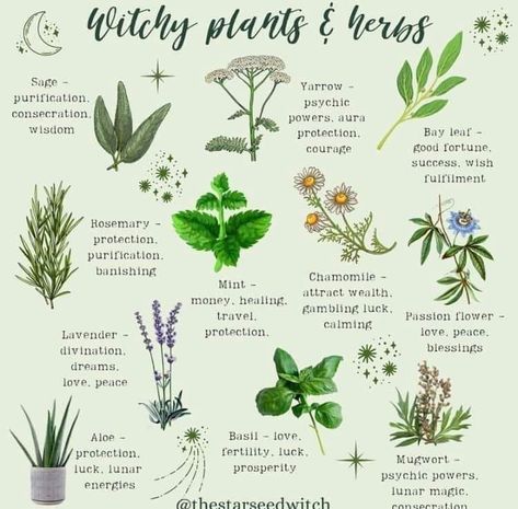 Plants For Spirituality, Herbs For Warding, Herbs And Plants For Witchcraft, Important Herbs For Witches, Plants Used In Witchcraft, Witch Plants Indoor, Plants For Protection Witchcraft, Witchcraft Herbs Meanings List, Plant Meanings Chart