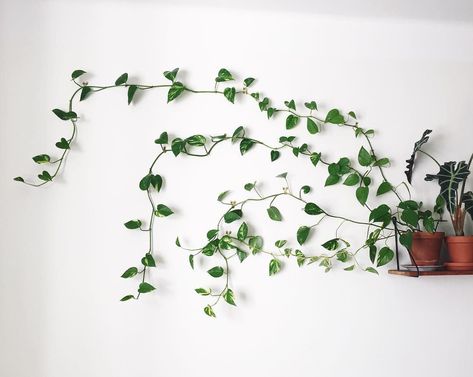 Up and down aren’t the only ways to grow: try across. It takes finesse, but some home-style plant enthusiasts use sturdy vines which can be twisted and patterned across the wall. Who needs a solid fern print wallpaper when there are living, breathing patterns to be made? Trailing Plants Indoor, Diy Planters Indoor, Hanging Plants Diy, Black Thumb, Hanging Planters Indoor, Ivy Plants, Hanging Plants Indoor, Crassula Ovata, Trailing Plants