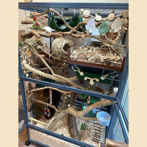 furrykind creations on Instagram: "Happy 1st December! New cage layout for my rats. I’m not one for ott decorations - I’ve got some Christmas touches in here but still in keeping with naturalistic! 💚🎄🤎 #furrykindcage #critternationcage #ratcage #ratcagesetup Main items in this layout: 🟤Hammocks @furrykindcreations 🟤Branches/perches @furrynatural @rusticratties 🟤Hanging toys @clydescritterclimbers @home4rats 🟤Wheel @tictacwheels" Rat Cage Diy, Happy 1st December, Pet Rat Cages, Critter Nation Cage, Rat Care, Mouse Cage, Rat House, Ferret Cage, Rat Toys