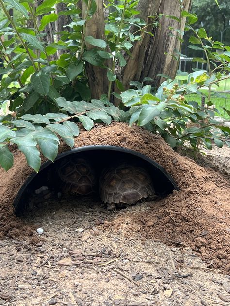 Aesthetic Tortoise Enclosure, Box Turtle Habitat Outdoor Diy, Diy Tortoise Habitat Outdoor, Sulcata Tortoise Habitat Outdoor, Sulcata Tortoise Enclosure, Tortoise Aesthetic, Tortoise Enclosure Outdoor, Tortoise Enclosure Indoor, Tartaruga Habitat