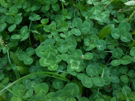 Clover leaf bush closeup. Free public domain CC0 image. | free image by rawpixel.com