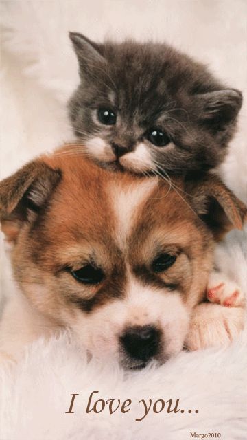 Kittens or Puppies? How about both?! 🤷‍♀️ | Joseyphina's World Cute Puppies And Kittens, Akita Puppies, Psy I Szczenięta, Animals Friendship, Puppies And Kitties, Kitten Love, Kitten Pictures, Kittens And Puppies, Cat And Dog