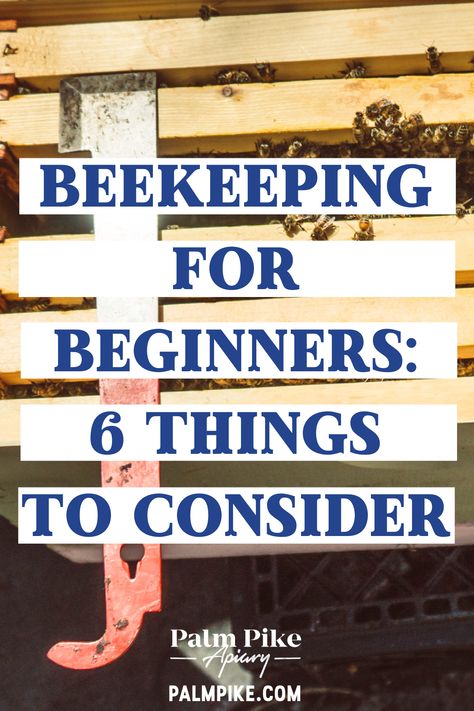 Starting Bee Keeping, How To Start A Bee Hive Beekeeping For Beginners, Natural Bee Keeping, Raising Honey Bees Beekeeping, Starting A Bee Hive, Bee Keeping For Beginners Backyards, Raising Bees For Beginners, Bee Keeping For Beginners, Beekeeping Diy