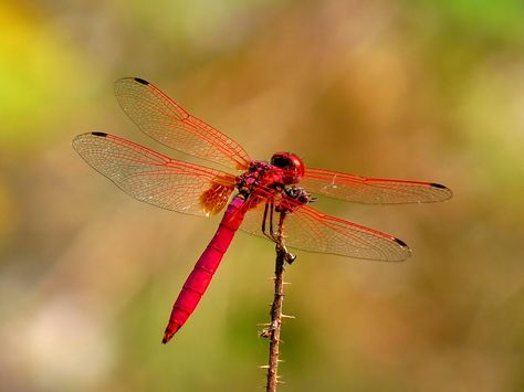 Crimson Marsh Glider (Trithemis aurora) is a species of dragonfly in the family Libellulidae. Taken at Kadavoor, Kerala, India. Red Insects, Red Dragonfly, Dragon Flys, Dragonfly Dreams, Theme Nature, Dragonfly Art, Dragonfly Tattoo, Beautiful Bugs, Back Tattoo Women